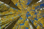 bigstock_Aspen_Trees_65348 bigstock_Aspen_Trees_65348